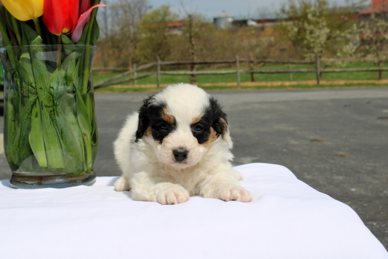 puppy, for, sale, Mini Bernedoodle F2, Matthew B. Stoltzfus, dog, breeder, Gap, PA, dog-breeder, puppy-for-sale, forsale, nearby, find, puppyfind, locator, puppylocator, aca